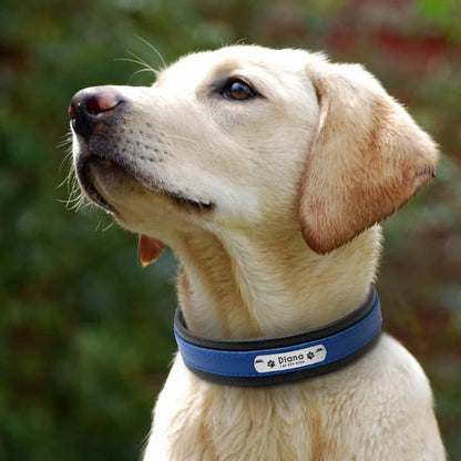 Personalized Padded Leather Collar for Medium & Large Dogs