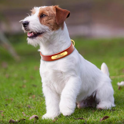 Custom Engraved Leather ID Collar for Small & Medium Pets